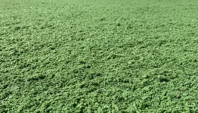 Fresh hydroseed lawn application by Chop Chop Landscaping in Indianapolis IN showing even green coverage